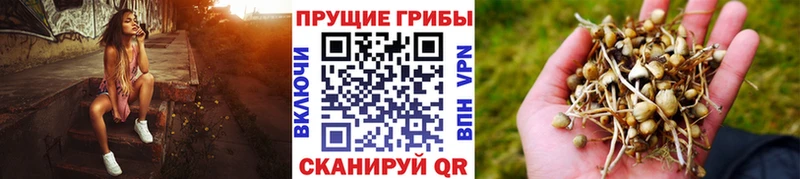 Купить  Бавлы  Галлюциногенные грибы Magic Shrooms 